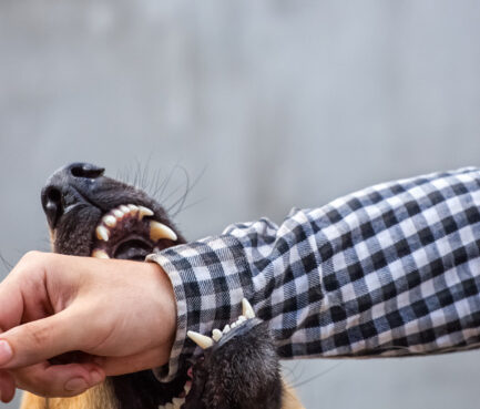 dog biting man's arm