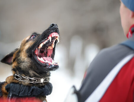 Aggressive dog attacking a man