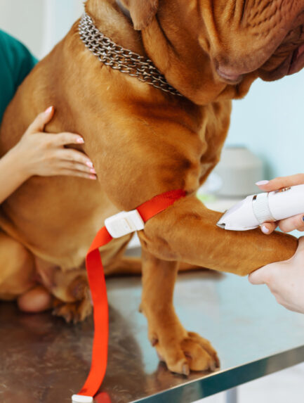 Pet getting Microchipped