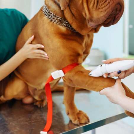 Pet getting Microchipped