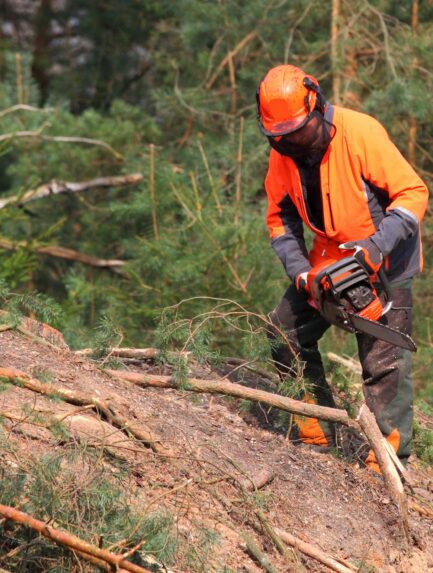 6 Essential Ways to Stay Safe While Cutting Down a Tree