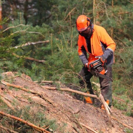 6 Essential Ways to Stay Safe While Cutting Down a Tree