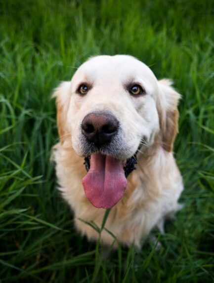 Photo by Stefan Stefancik: https://www.pexels.com/photo/light-golden-retriever-sitting-on-green-grass-during-daytime-92380/