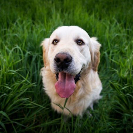 Photo by Stefan Stefancik: https://www.pexels.com/photo/light-golden-retriever-sitting-on-green-grass-during-daytime-92380/