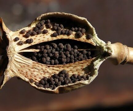 Can You Fail a Drug Test from Eating Poppy Seeds
