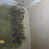 Can an Inspector Test for Mold You Cannot See?