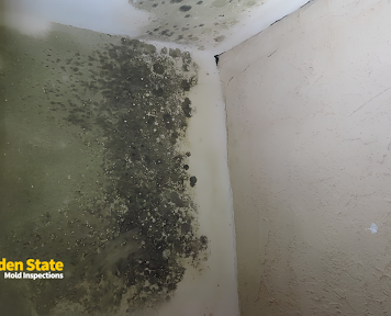 Can an Inspector Test for Mold You Cannot See?