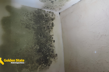 Can an Inspector Test for Mold You Cannot See?
