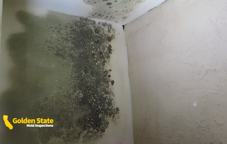Can an Inspector Test for Mold You Cannot See?