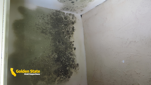 Can an Inspector Test for Mold You Cannot See?