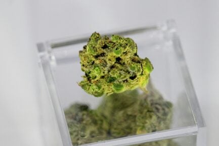 How Extraction Method Changes a Cannabis Concentrate